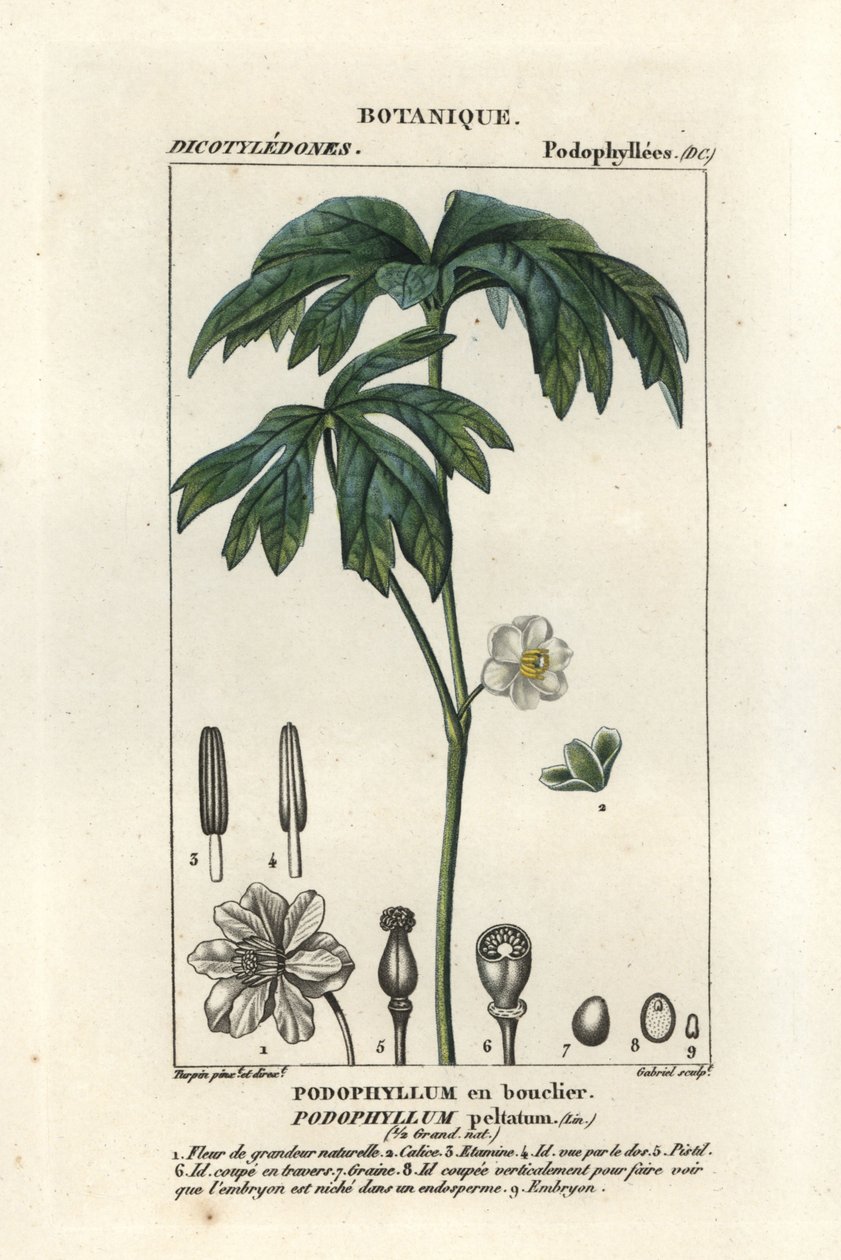 Mayapple, Podophyllum peltatum tekijältä Stanghi Stanghi