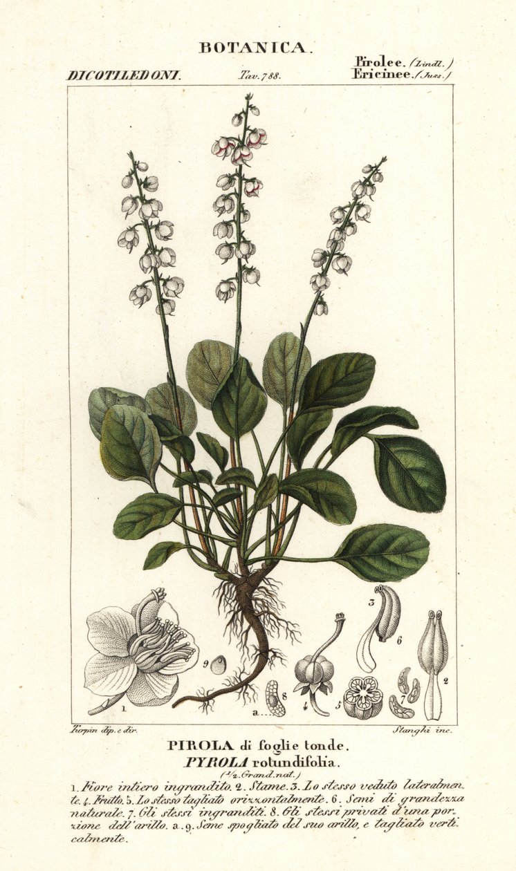 Pyöreälehtinen talvivihreä, Pyrola rotundifolia tekijältä Stanghi Stanghi