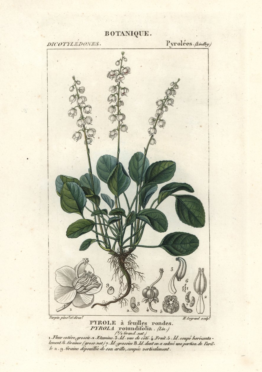 Pyöreälehtinen talvivihreä, Pyrola rotundifolia tekijältä Stanghi Stanghi