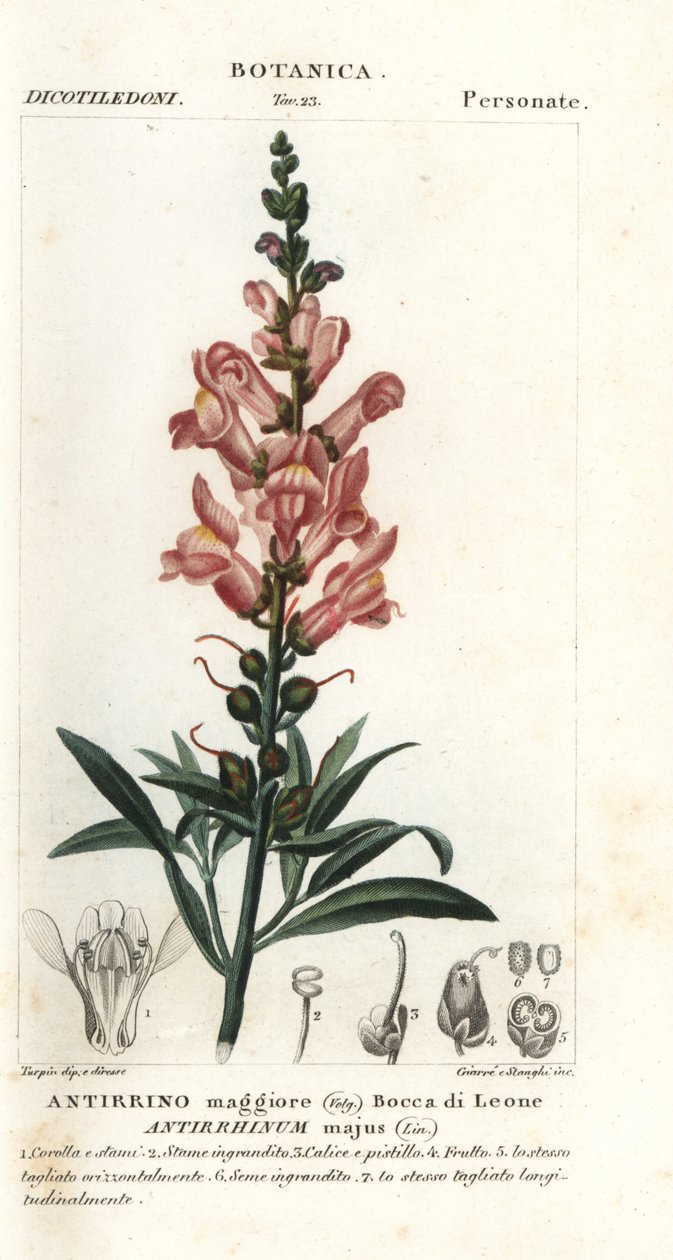 Snapdragon, Antirrhinus major tekijältä Stanghi Stanghi