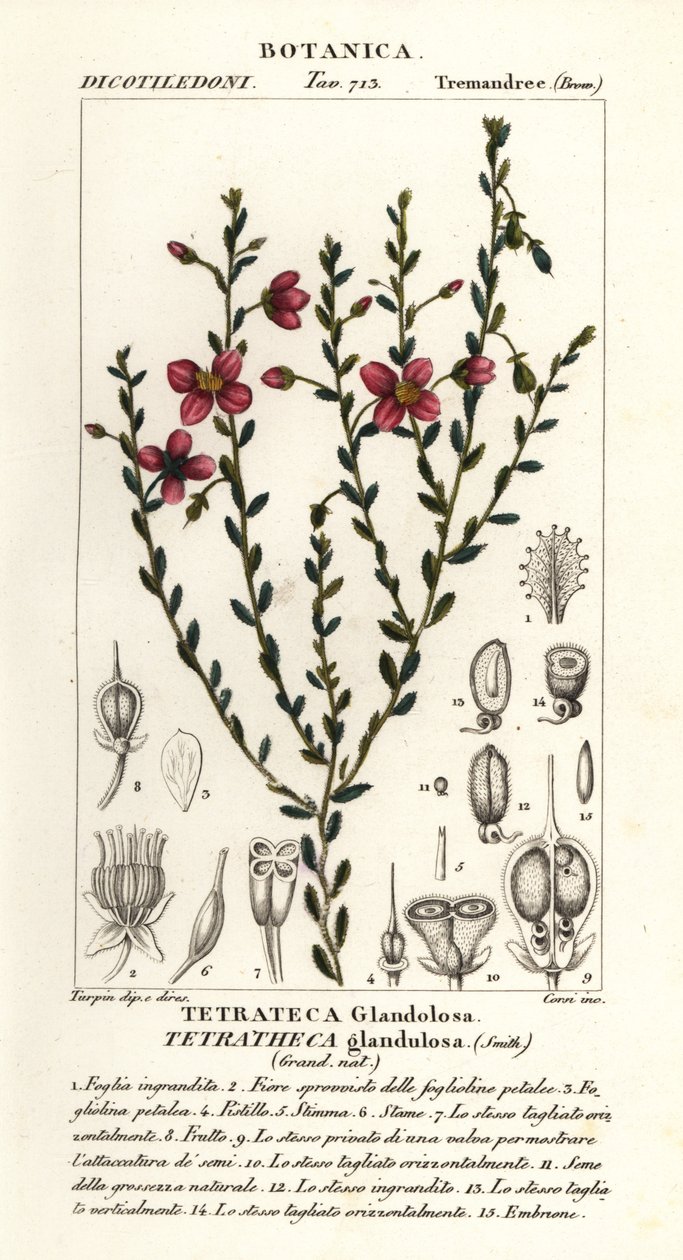 Tetratheca glandulosa tekijältä Stanghi Stanghi