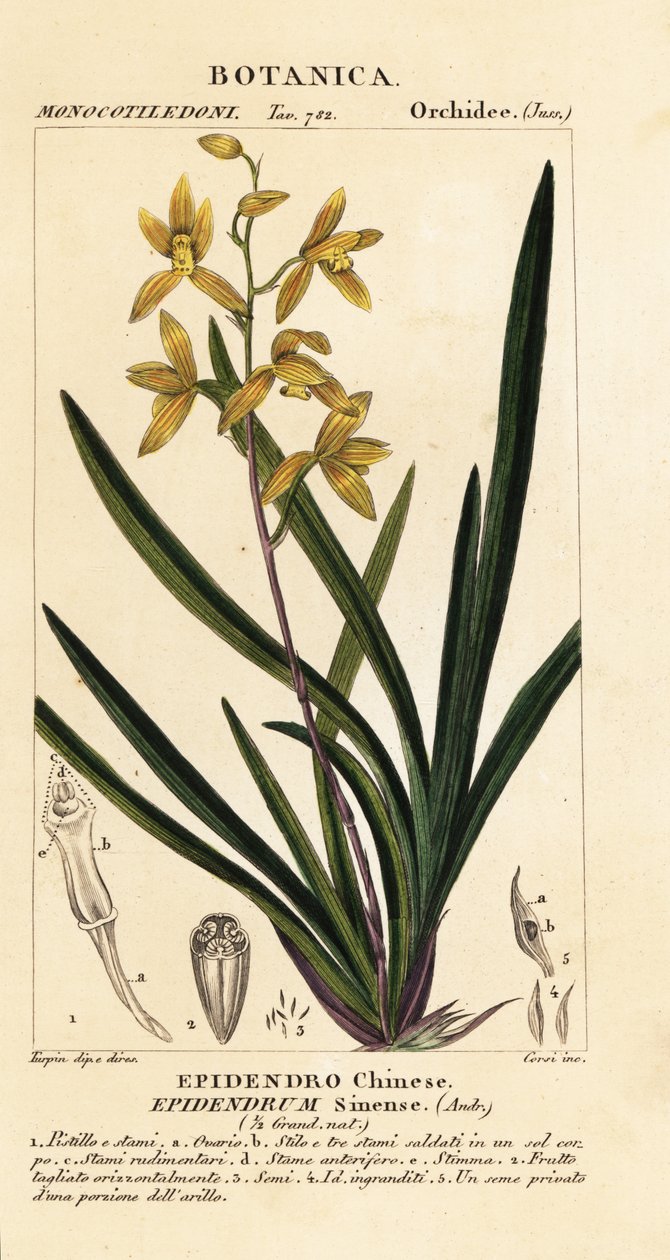 Kuoleva orkidea, Cymbidium sinense tekijältä Stanghi Stanghi