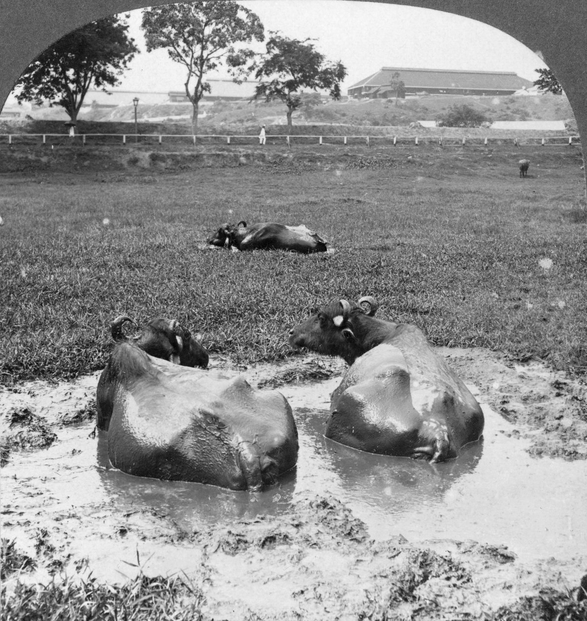 Buffalo Wallow, Burma, 1908 tekijältä Stereo Travel Co
