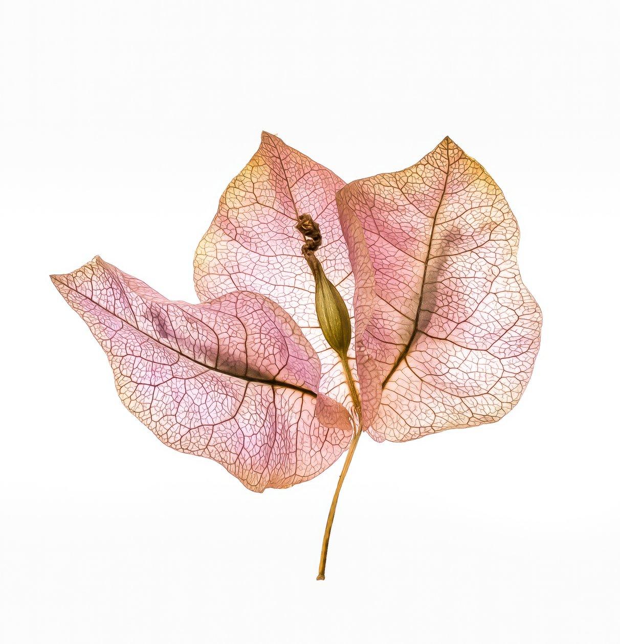 Bougainvillea Bract No. 01, 2020 (kuva) tekijältä Steve Gallagher
