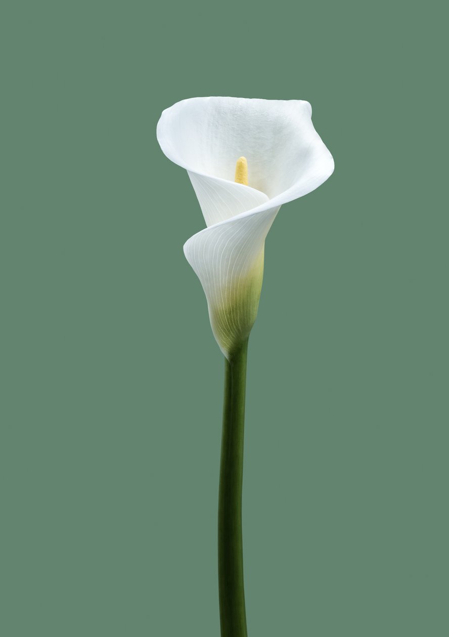 Calla Lily nro 02, 2021 (kuva) tekijältä Steve Gallagher