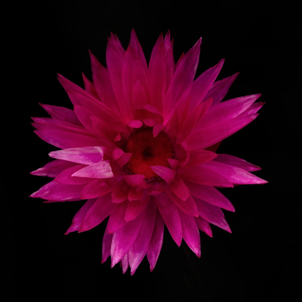 Kuivattu Dahlia nro 01, 2021 (kuva) tekijältä Steve Gallagher