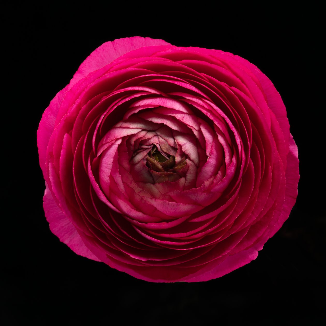 Ranunculus nro 01, 2020 (kuva) tekijältä Steve Gallagher