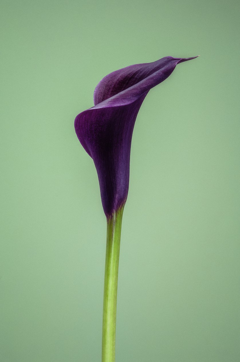 Yksittäinen violetti Calla Lily, 2021 (kuva) tekijältä Steve Gallagher