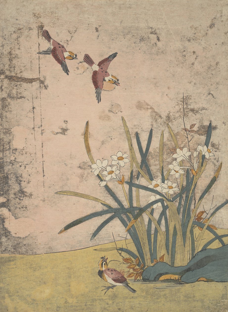 Linnut ja Narcissus. tekijältä Suzuki Harunobu