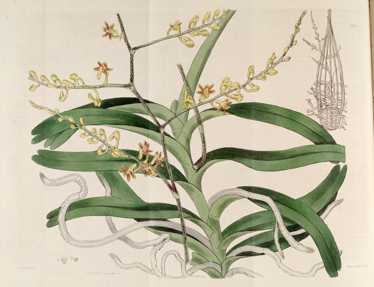 Kuva Cleisostoma paniculatumista (syn. Aerides paniculata) tekijältä Sydenham Teast Edwards