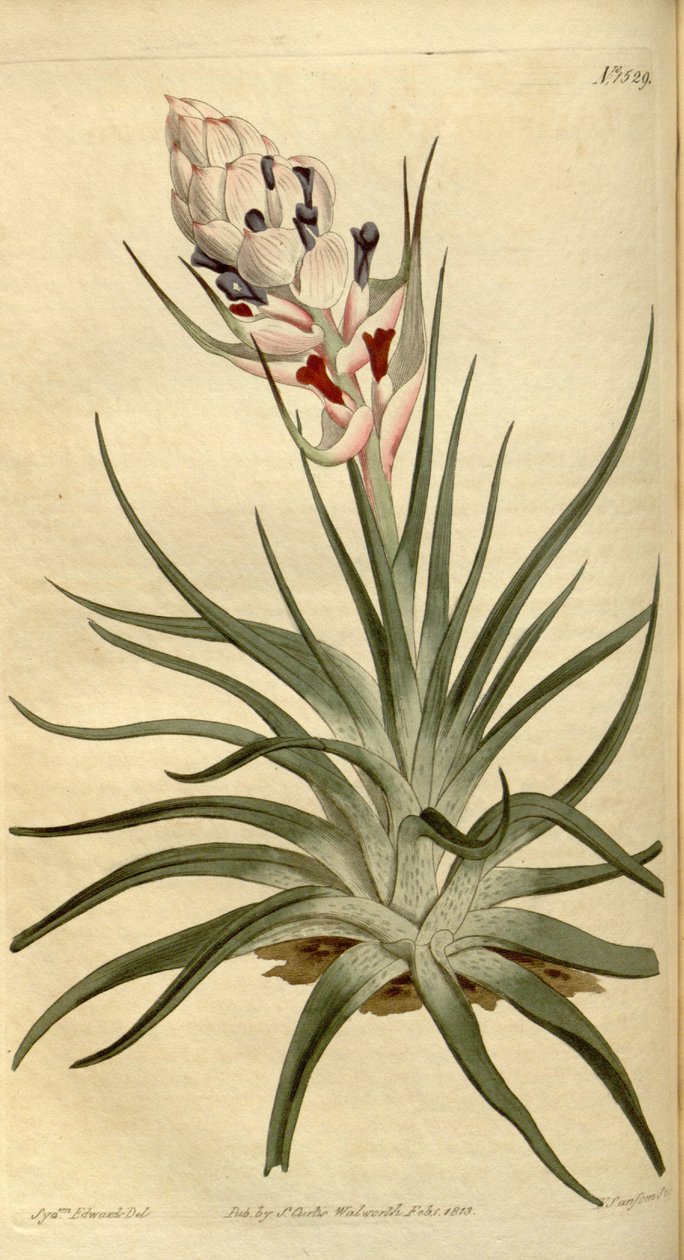 Kuva Tillandsia stricta tekijältä Sydenham Teast Edwards