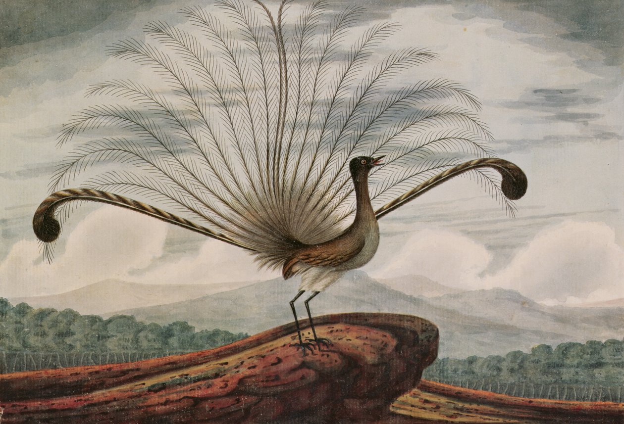 Lyriikkalintu: mamura superba, 1813 tekijältä T.R. Browne