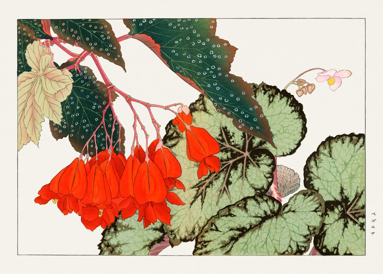 Cracklin Rosie Begonia kukka "Seiyou Sokazufu" -lehdestä. tekijältä Tanigami Konan