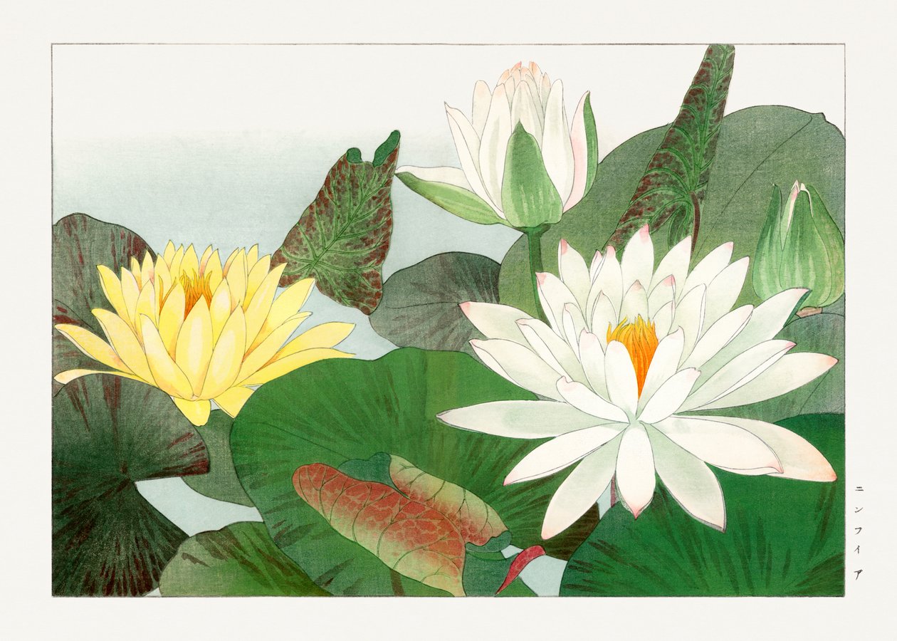Nymphaea lotus "Seiyou Sokazufu" -lehdestä. tekijältä Tanigami Konan