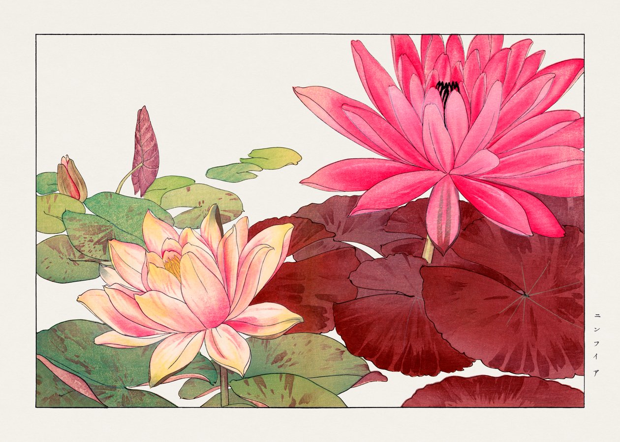 Nymphaea lotus "Seiyou Sokazufu" -lehdestä. tekijältä Tanigami Konan