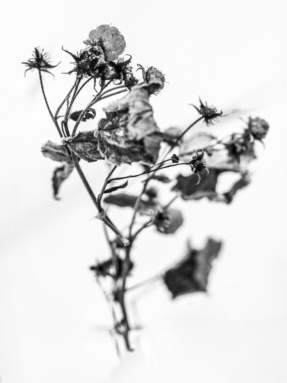 Amid the Flowers 10, 2021 (m/w kuva) tekijältä Teis Albers