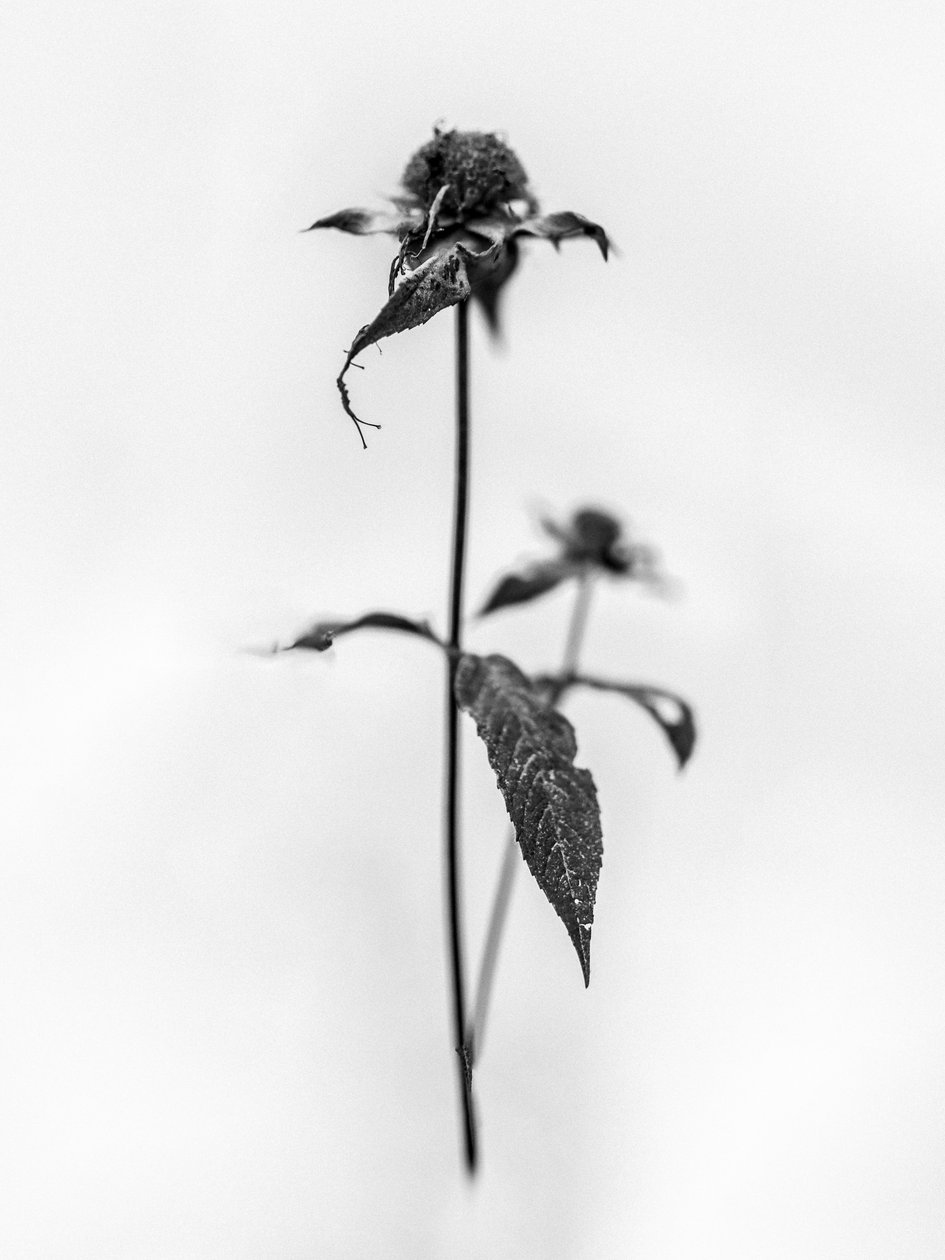 Amid the Flowers 28, 2021 (b/w kuva) tekijältä Teis Albers