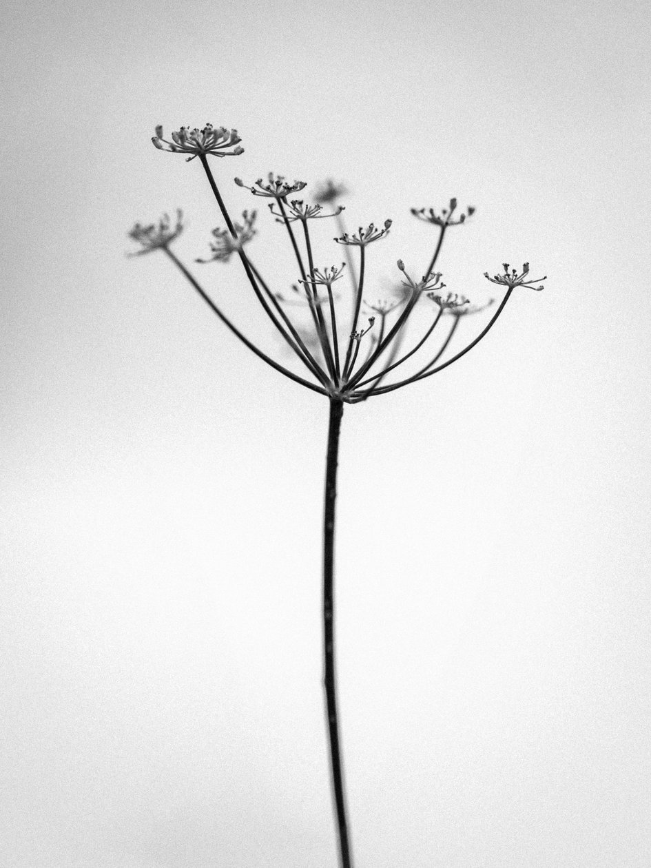 Amid the Flowers 29, 2021 (b/w kuva) tekijältä Teis Albers