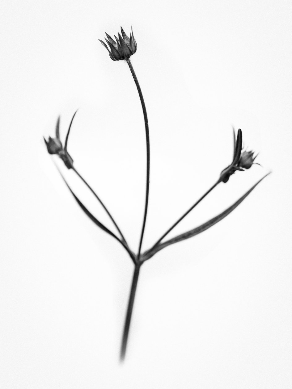 Amid the Flowers 34, 2021 (b/w kuva) tekijältä Teis Albers