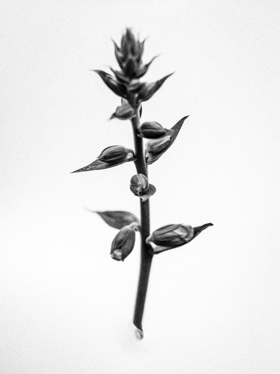 Amid the Flowers 35, 2021 (b/w kuva) tekijältä Teis Albers