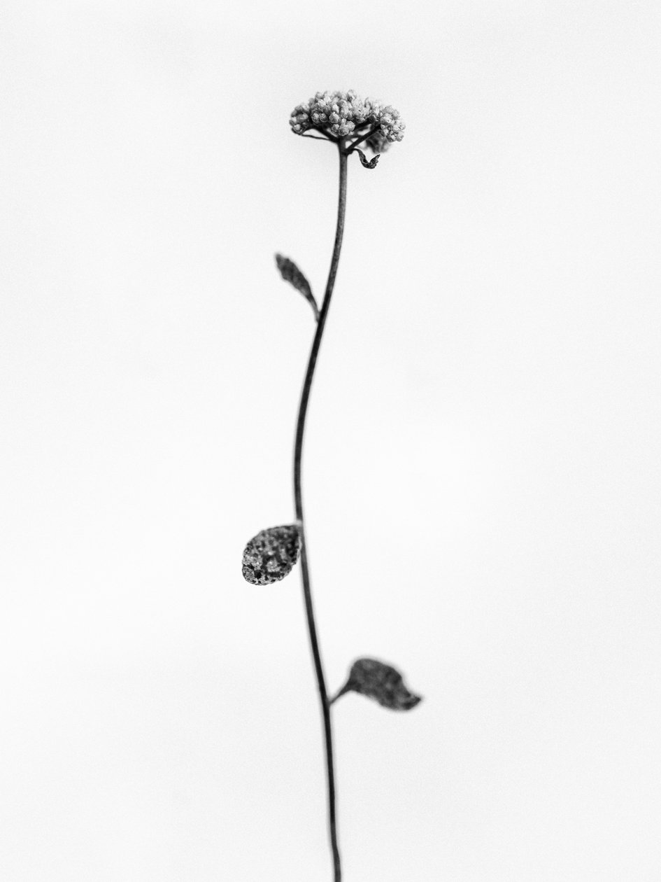 Amid the Flowers 50, 2021 (b/w kuva) tekijältä Teis Albers