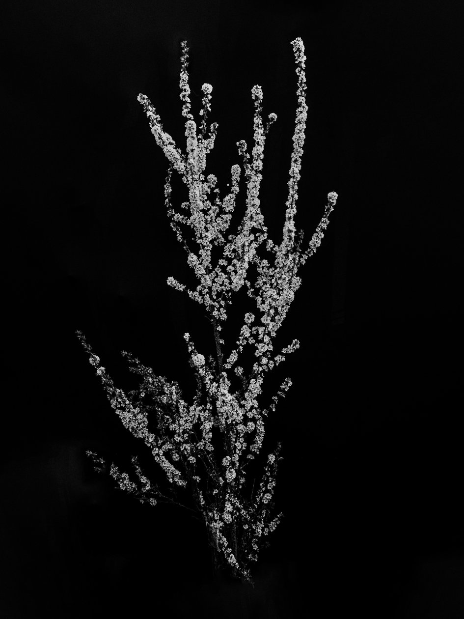 Amid the Flowers 56, 2021 (b/w kuva) tekijältä Teis Albers