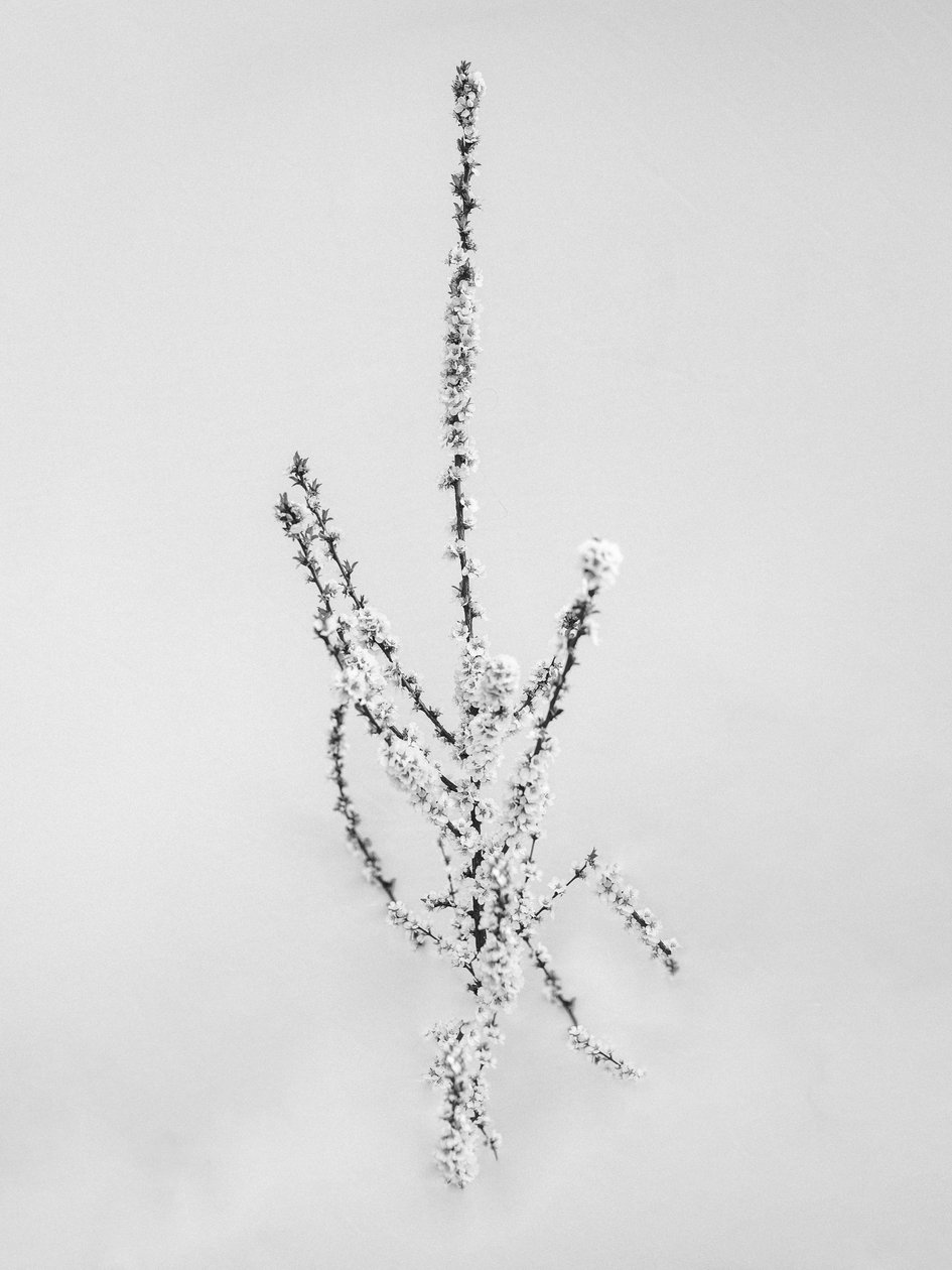 Amid the Flowers 57, 2021 (b/w kuva) tekijältä Teis Albers