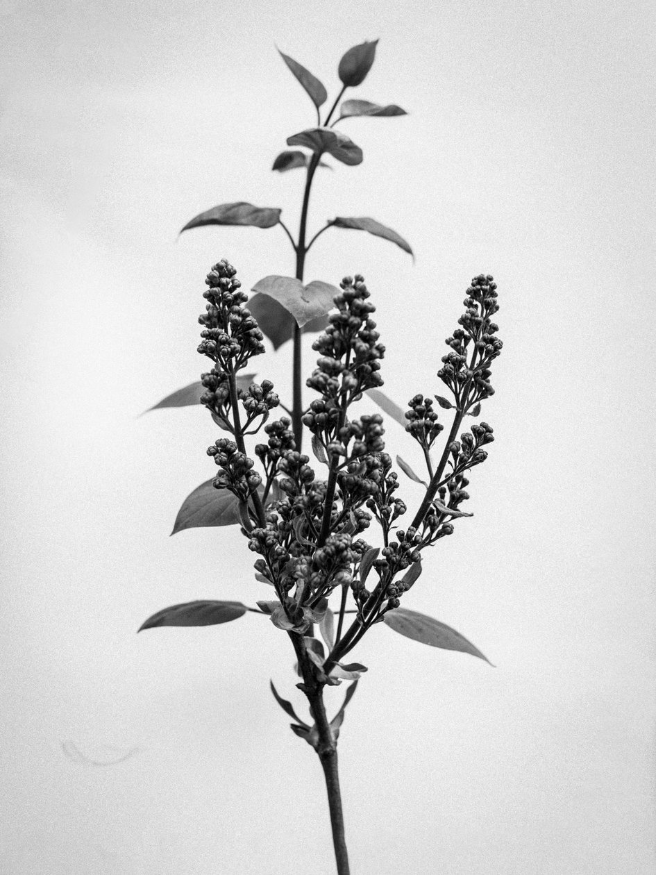 Amid the Flowers 66, 2021 (b/w kuva) tekijältä Teis Albers