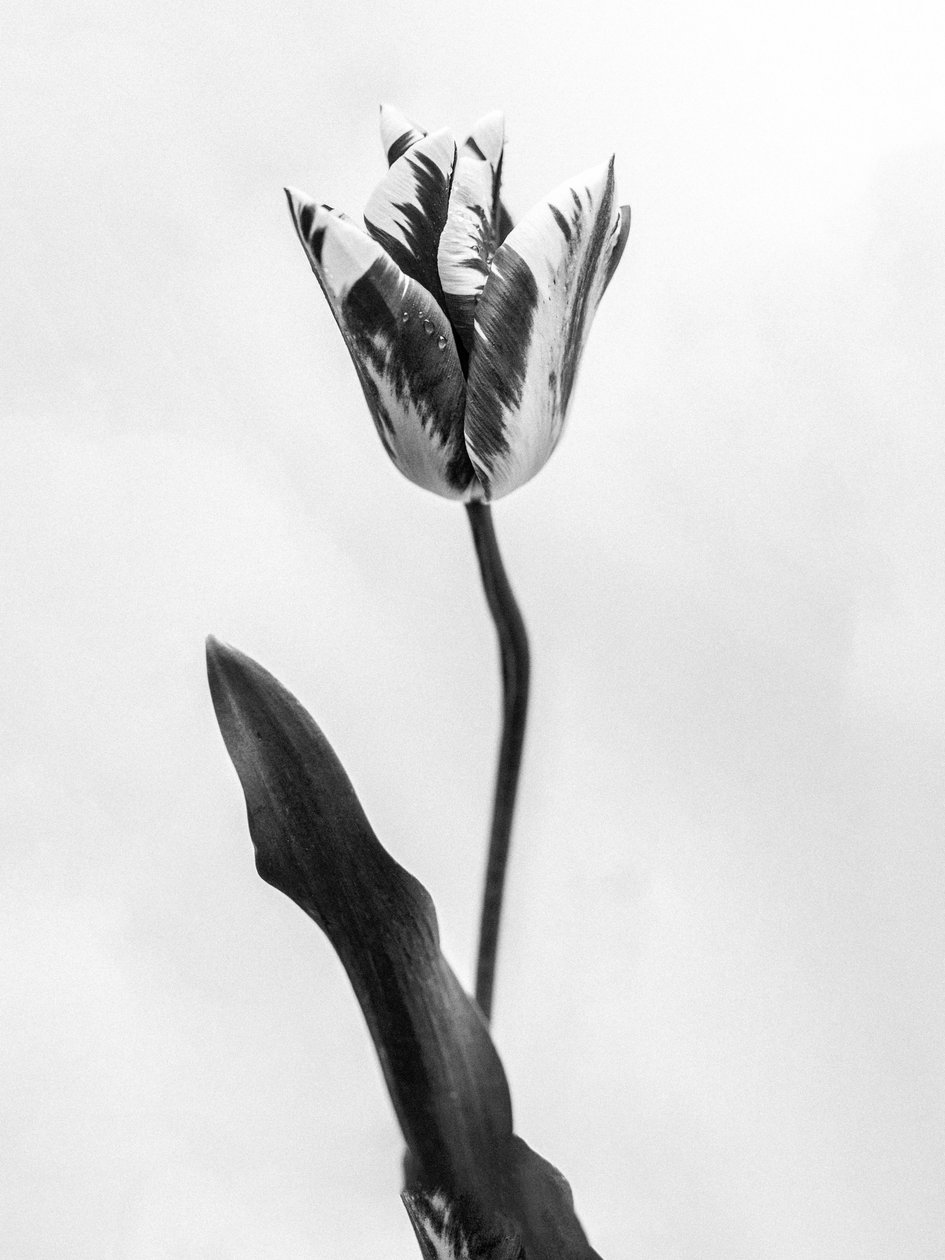 Amid the Flowers 71, 2021 (b/w kuva) tekijältä Teis Albers
