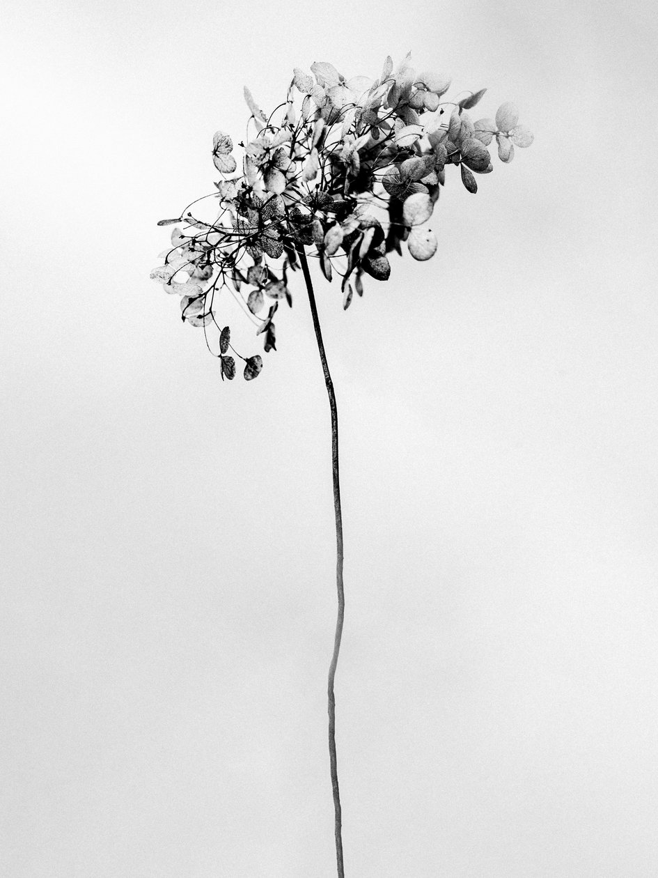 Amid the Flowers 78, 2021 (b/w kuva) tekijältä Teis Albers