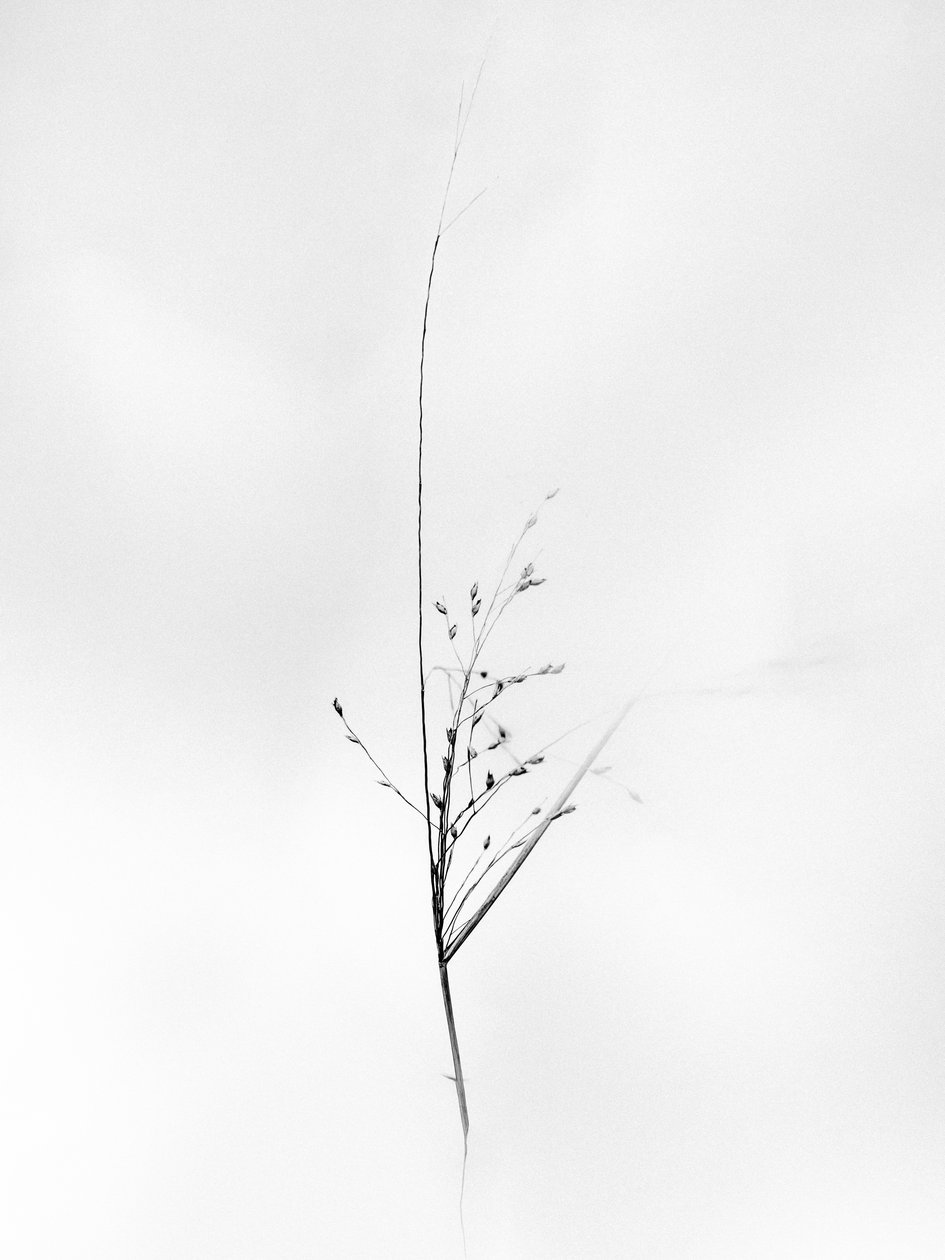 Amid the Flowers 79, 2021 (b/w kuva) tekijältä Teis Albers