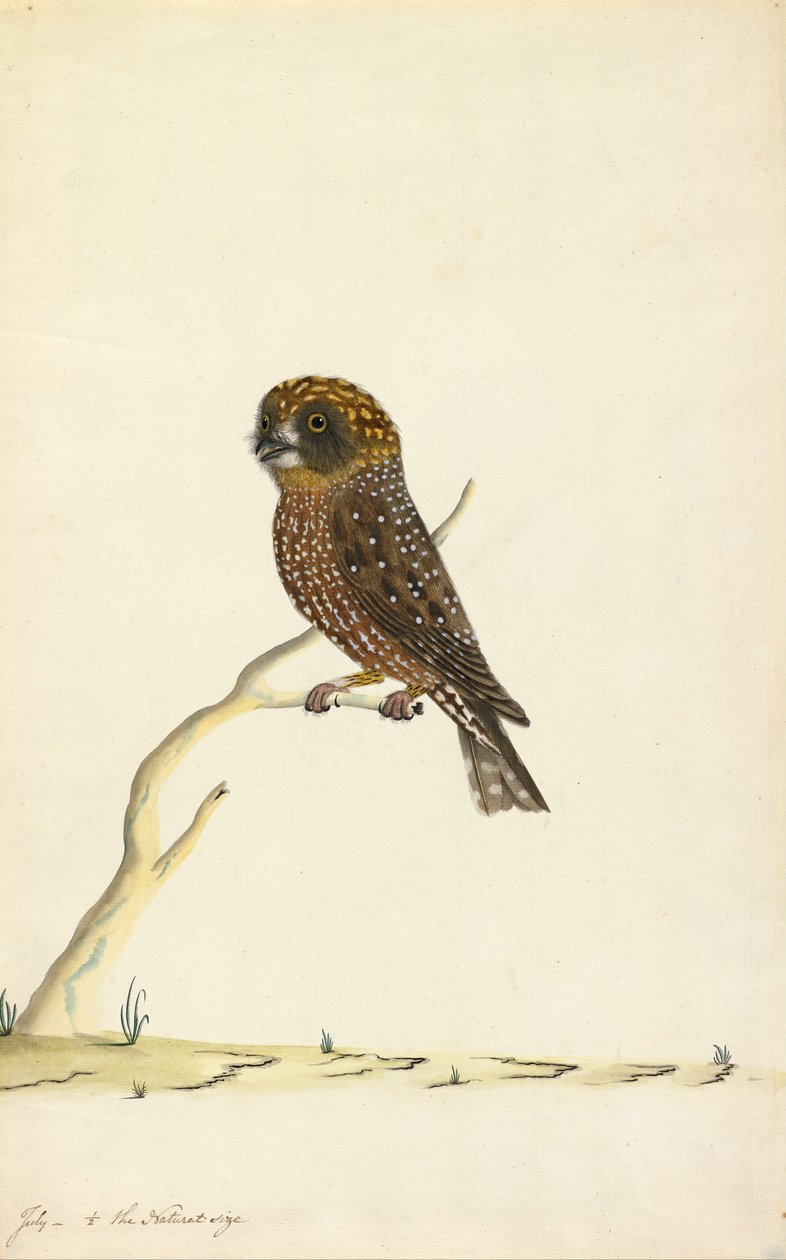 Pöllö tekijältä The Sydney Bird Painter
