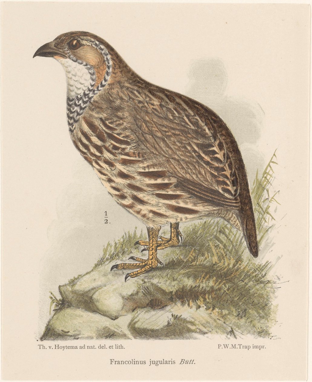Pelto (francolinus jugularis) tekijältä Theo van Hoytema