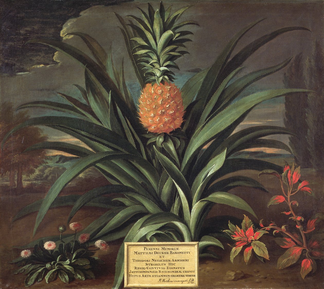 Ananas kasvatettu Sir Matthew Decker