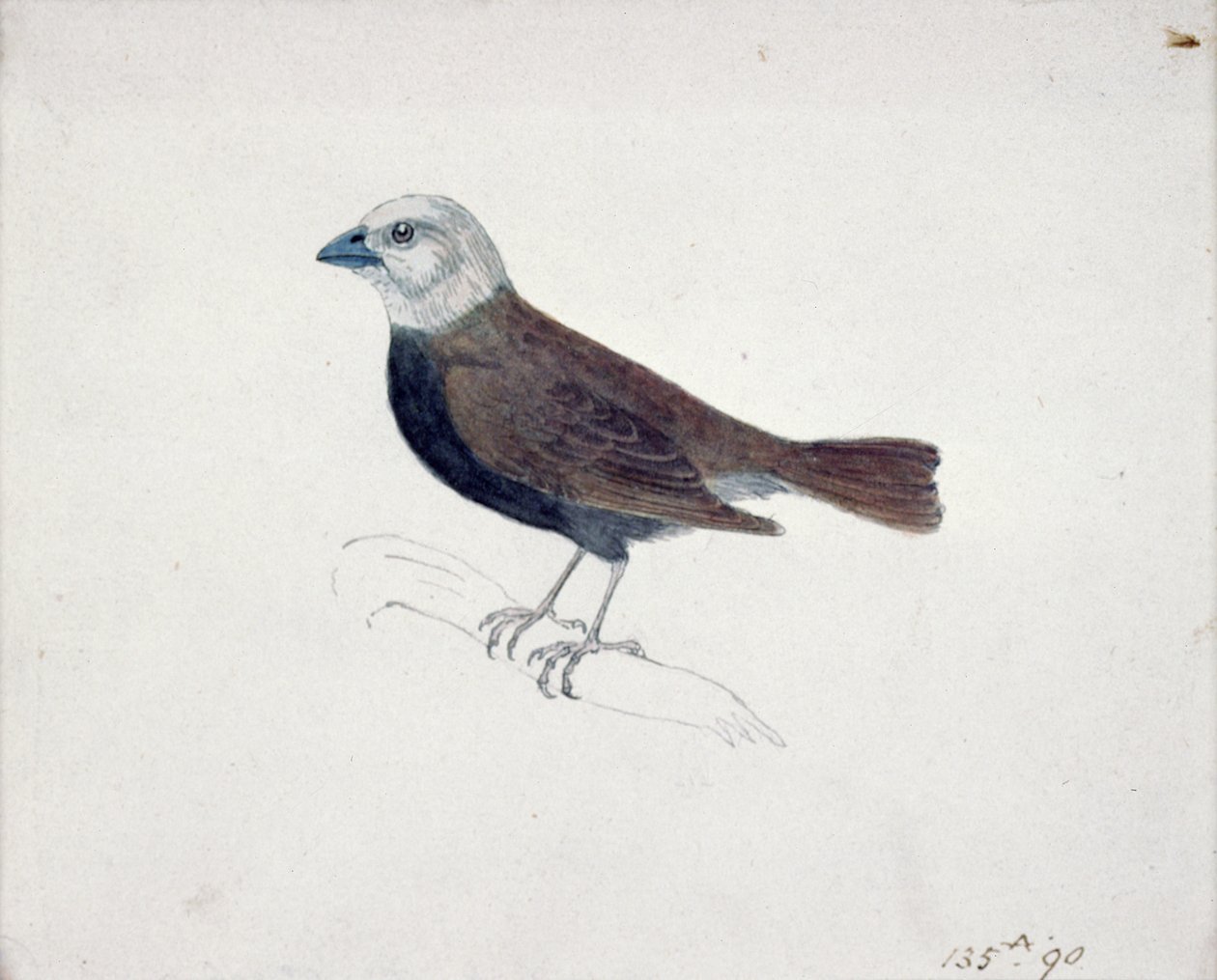 Malacca Crossbeak (puukaiverrus) tekijältä Thomas Bewick
