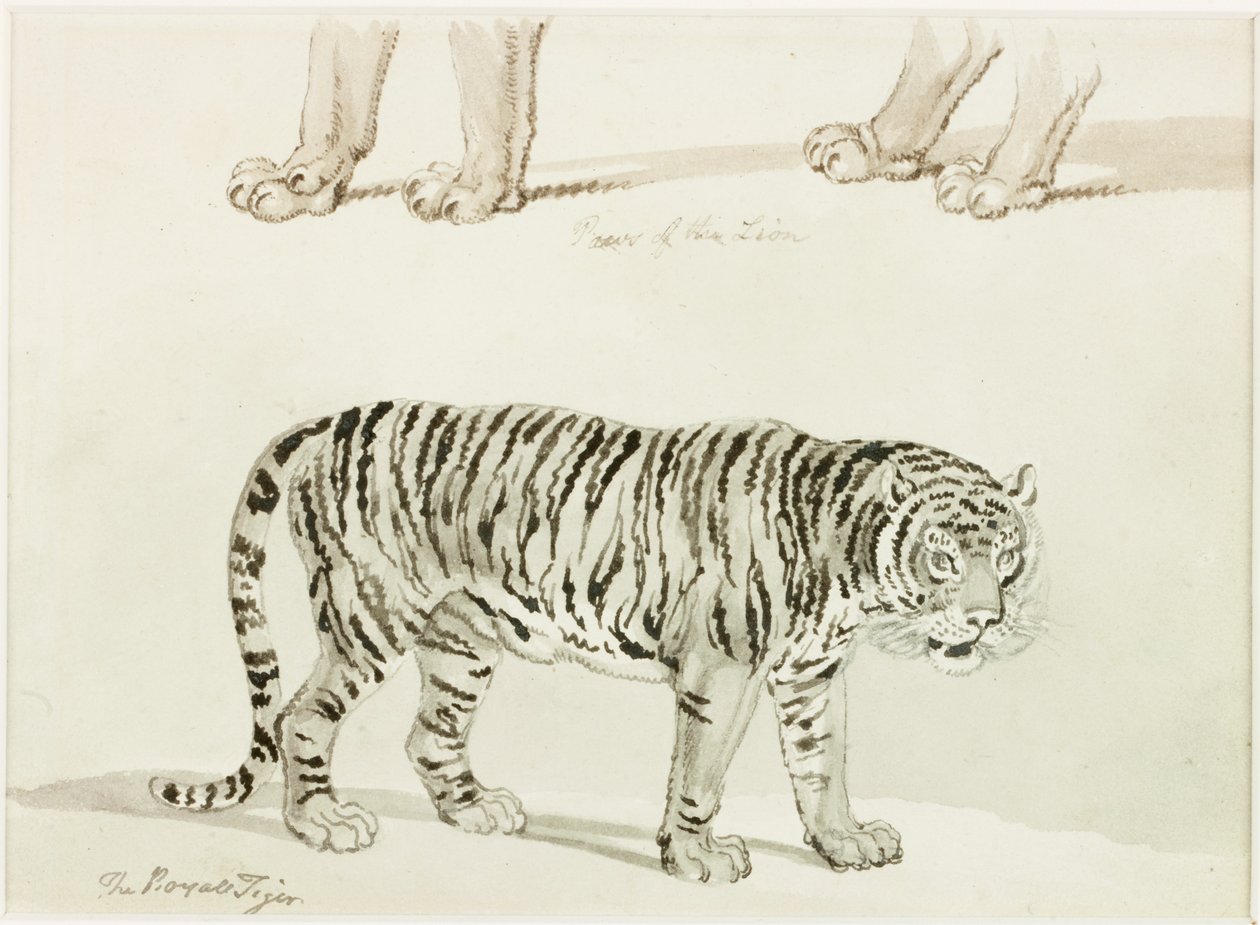 Kuninkaallinen tiikeri (muste paperille) tekijältä Thomas Bewick