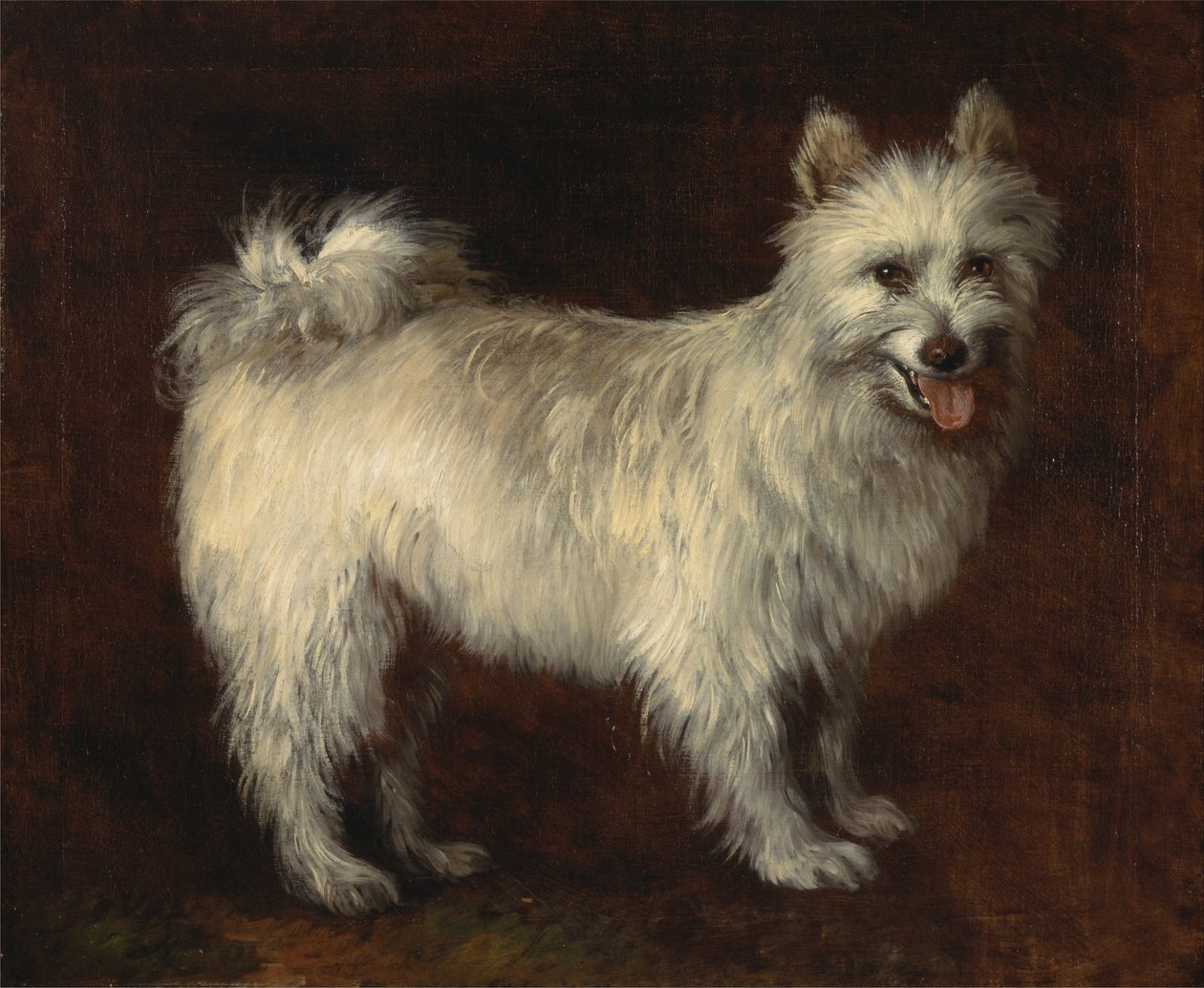 Spitz -koira tekijältä Thomas Gainsborough