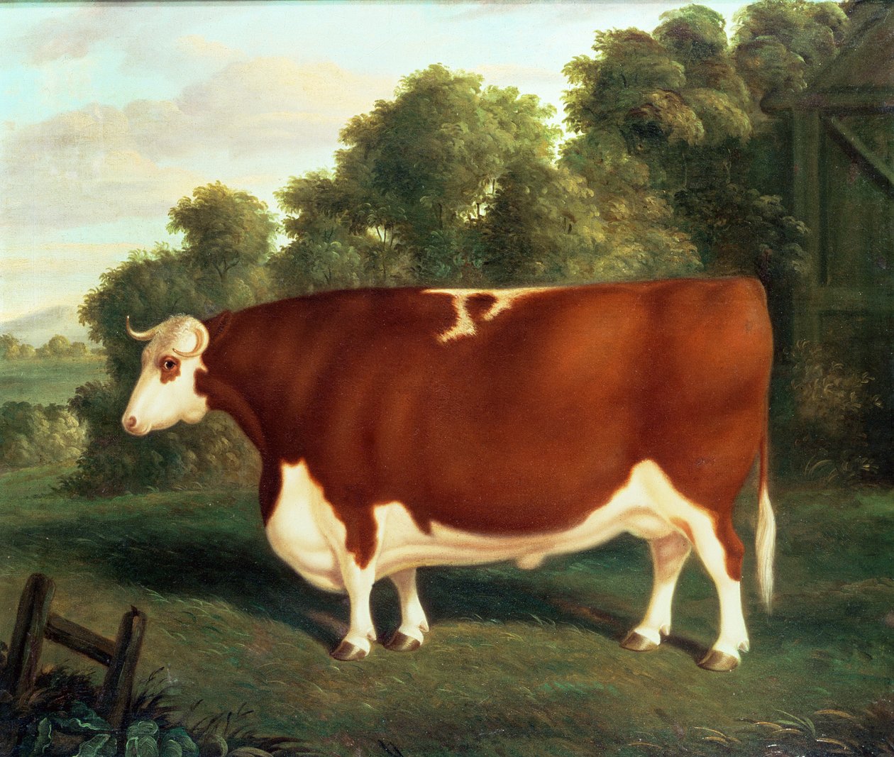 Ox, noin 1850 tekijältä Thomas Roebuck