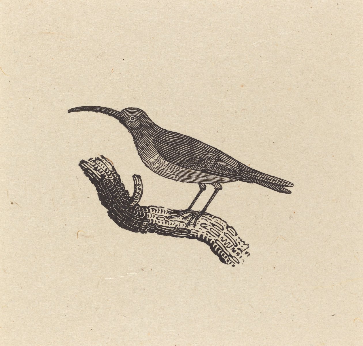 Lintu tekijältä Thomas Bewick