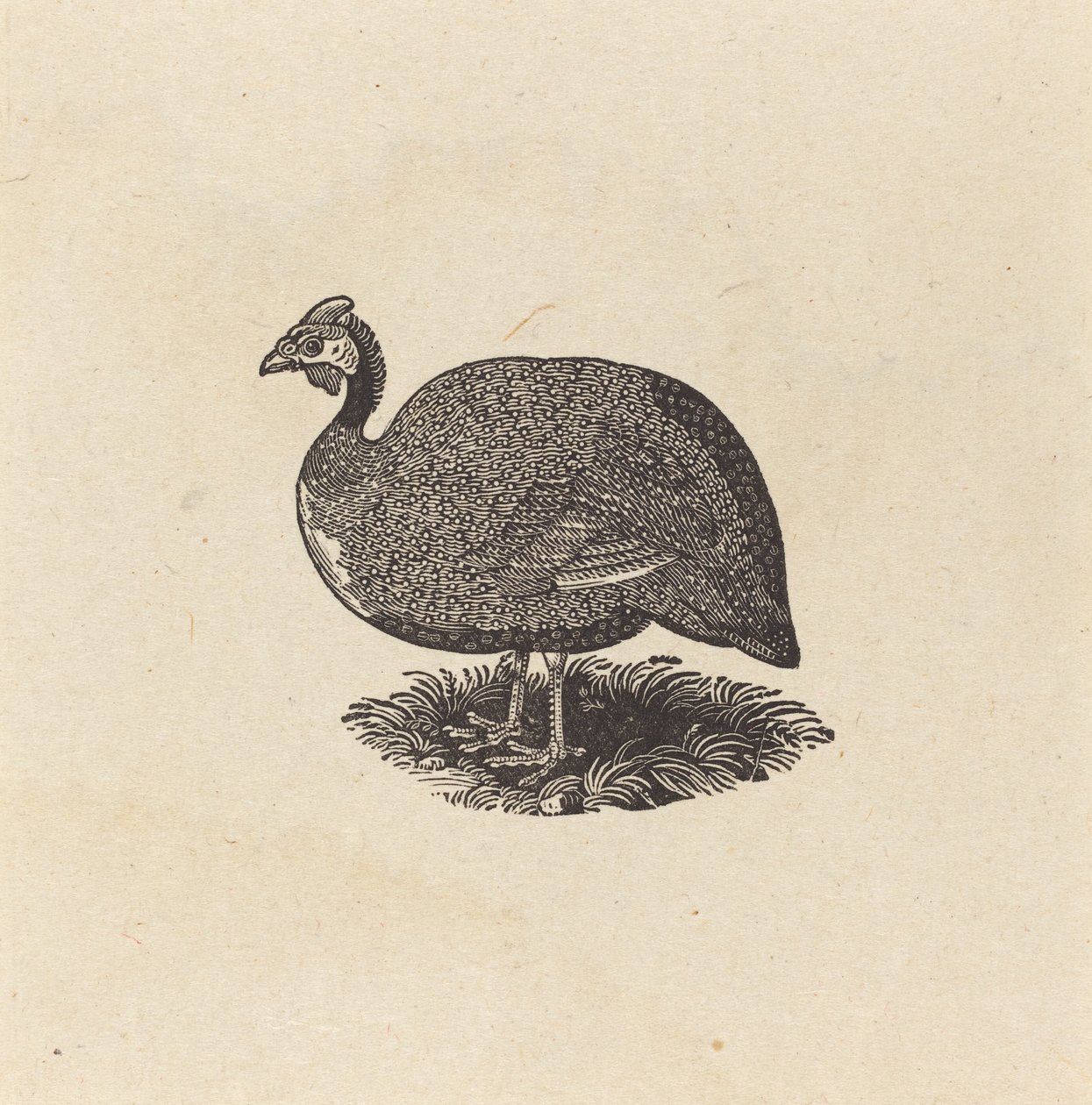 Guinea kana tekijältä Thomas Bewick