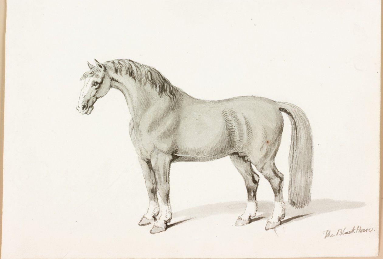 Musta hevonen (muste paperille) tekijältä Thomas Bewick
