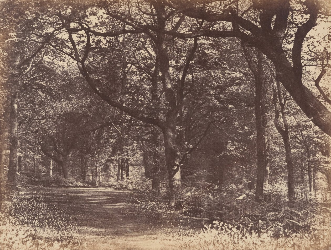 Wood-scene, Norton, Cheshire, 1856. tekijältä Thomas Davies