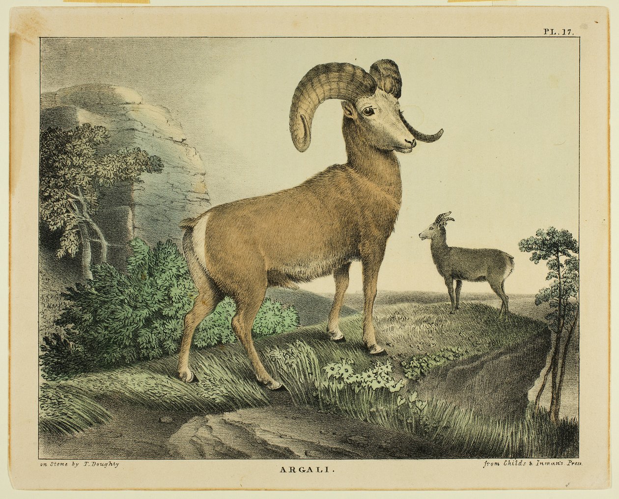 Argali tekijältä Thomas Doughty