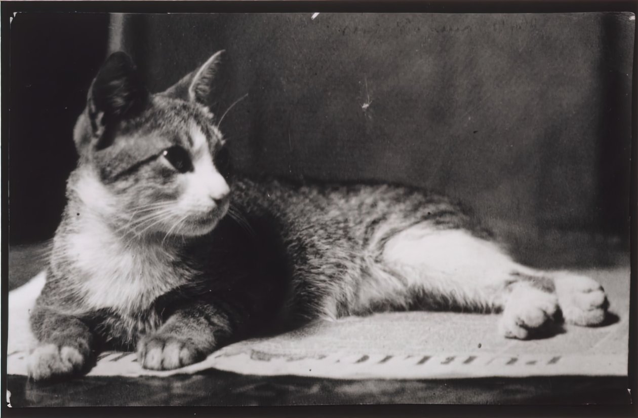 Rouva Thomas Eakinsin kissa, n. 1880-1890. tekijältä Thomas Eakins