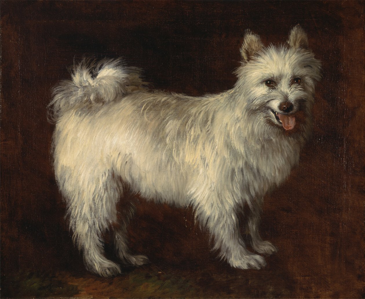 Spitz-koira, koira, n. 1765. tekijältä Thomas Gainsborough