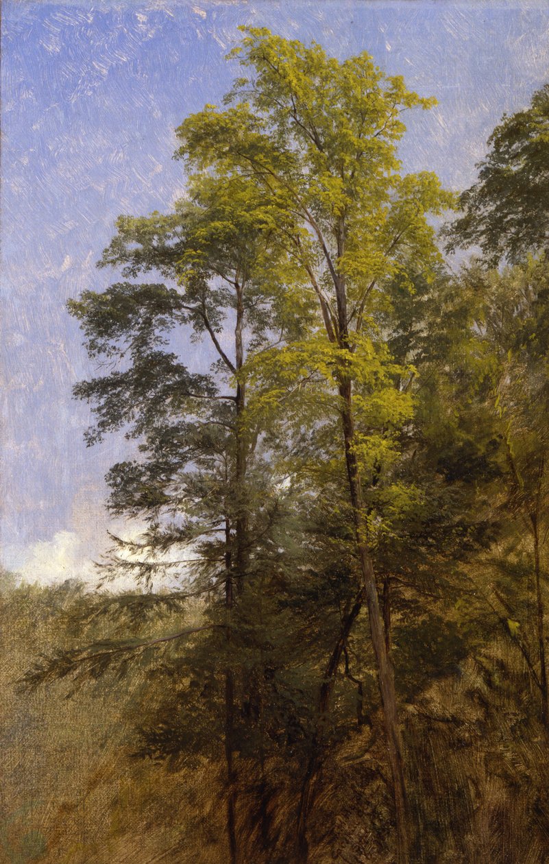 Tree Study, Catskill Clove, N.Y. tekijältä Thomas Hiram Hotchkiss