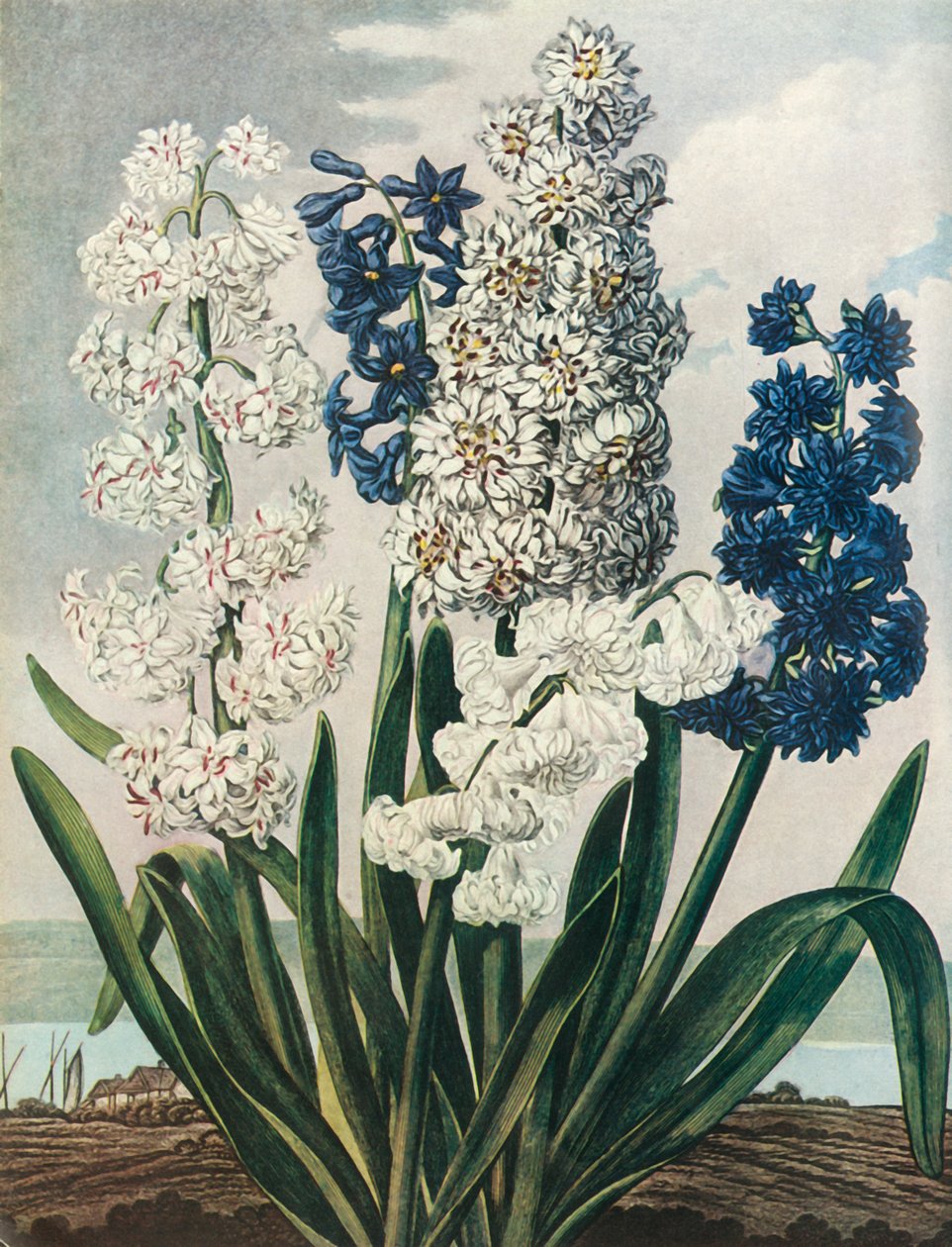 "Hyasintit", 1801, 1948. tekijältä Thomas Warner