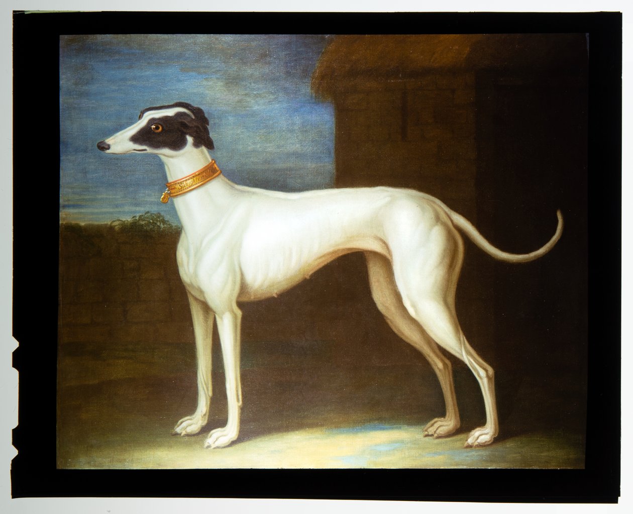 A Favourite Greyhound tekijältä Thomas of Pall Mall Butler