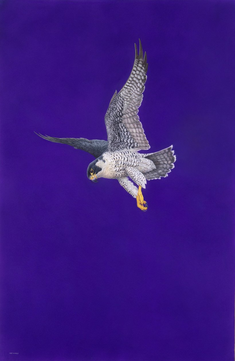 Purppura Stoop tekijältä Tim Hayward