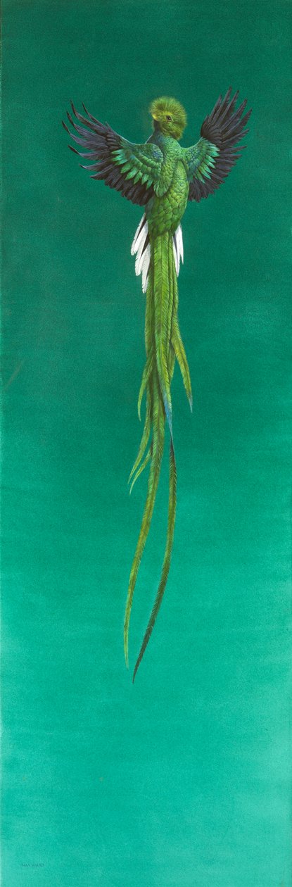 Quetzal ( akvarelli & guassi paperille ) tekijältä Tim Hayward